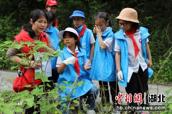 五峰土家族自治县小学最新动态报道