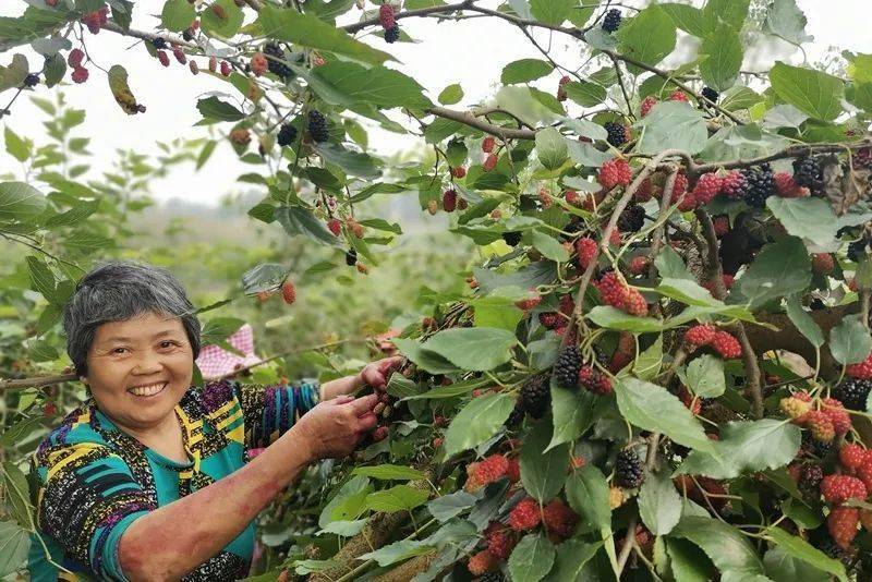 荷叶坪乡天气预报更新通知