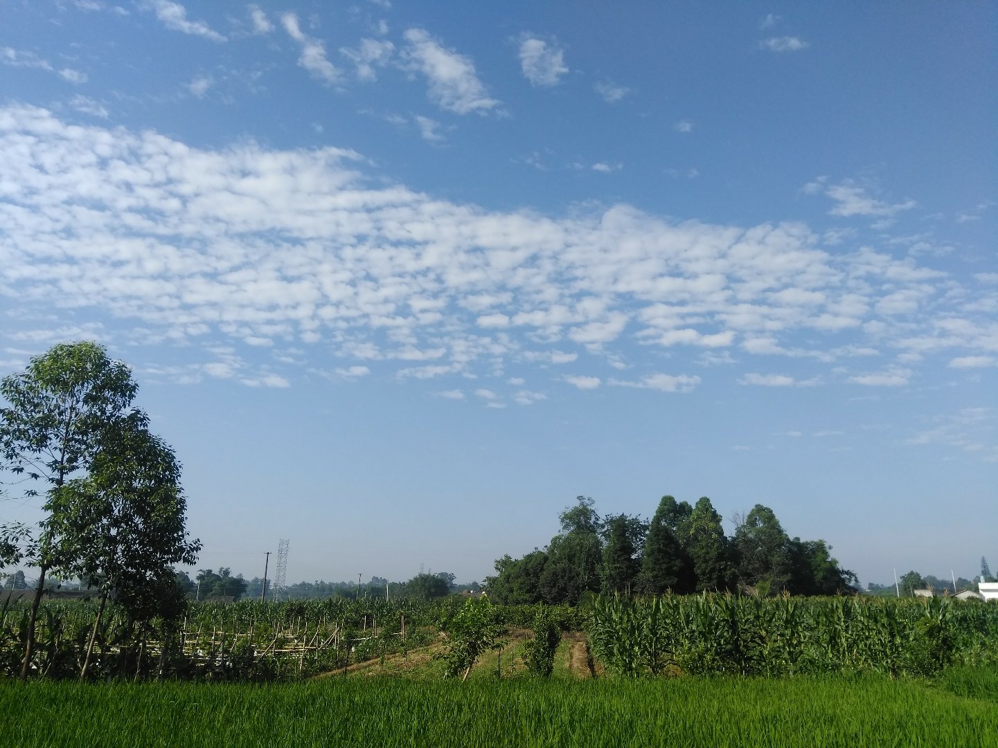 金钗镇天气预报更新通知